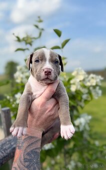 American bully XL/XXL s PP/stafford/pitbull/cane corso - 5