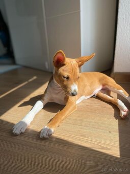 Basenji - 5