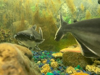Panagasius - 5