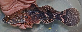 Hydrolycus armatus + import - 5