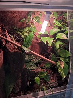 Terarium - 5