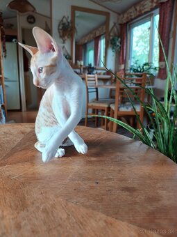 Cornish rex - 5