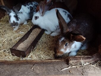 Predám králiky rôznych plemien a sfarbenia - 5