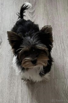 Biewer yorkshire terier - 5