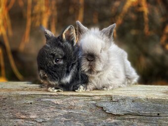 Zakrslý králik - 5