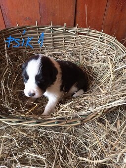 Border kólia šteniatka - 5