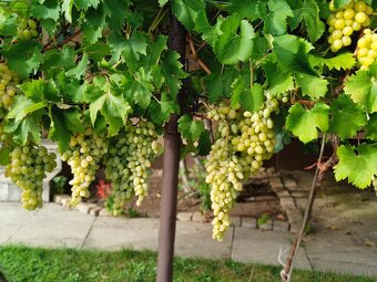 Sadenice viniča - 5