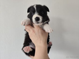 Border collie/Border kólia s preukazom o pôvode (PP) - 5
