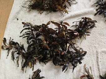 Predam rastlinky Bucephalandra - 5