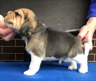 Bígel Beagle Bigl s PP FCI - 5