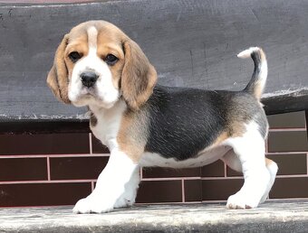 Bígel Beagle Bigl s PP FCI - 5