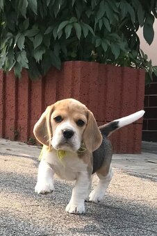 Bígel Beagle Bigl s PP FCI - 5