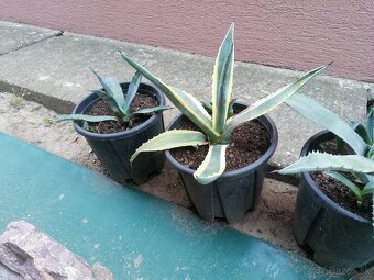 Kaktus, Agave - 5