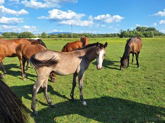Shagya arab žrebec - 5