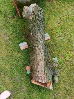 Predám kmene z čerstvo spíleneho stromu - 5