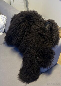 Kožuch z mongolskej ovce, mongolská ovca - 5