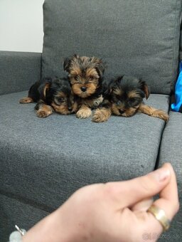 Mini Yorkshire teriér šteniatka na predaj - 5