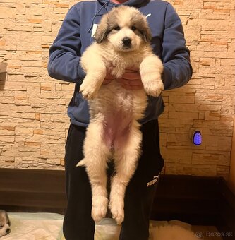 Pyrenejský horský pes - 5