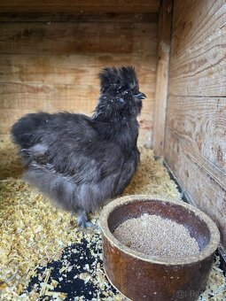 Hodvábničky USA - 5