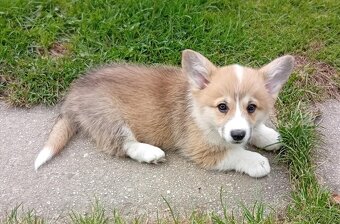 welsh corgi - 5