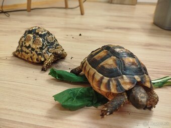 Suchozemska korytnačka Testudo Marginata - 5