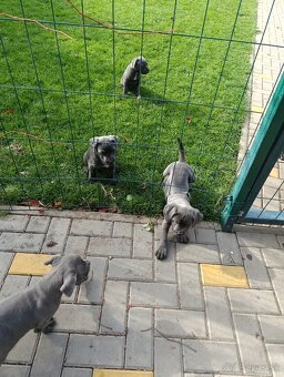Cane corso modré šteniatka - 5