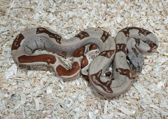Boa imperator - Normal a Hypo 66% het Sterling VPI - 5