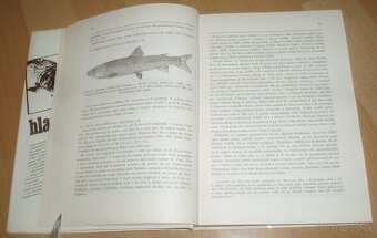 Hlavátka - 5