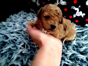 Pudlik pudel Toy - 5