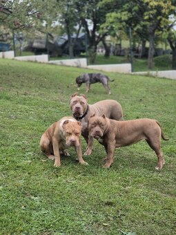 American bully XL - 5
