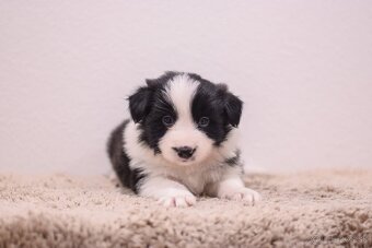 Border Kólia s PP - plánovaný vrh - šteniatka - 5