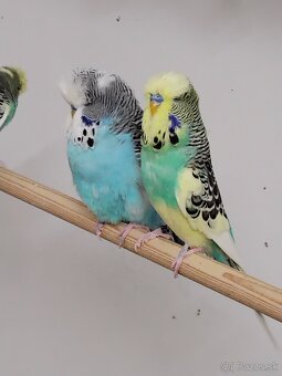 Výstavné andulky - 5