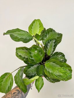 Maranta leuconeura ‘Silver Band’ - 5