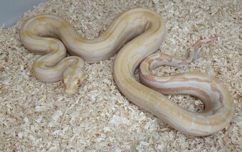 Boa imperator - Hypo Arabesque Keltic het Sharp Albino - 5