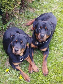 Rotvajler, Rottweiler, RTW - 5