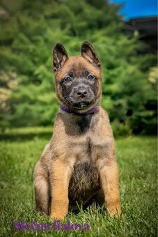 Belgický ovčiak Malinois ,,G” vrh - 5
