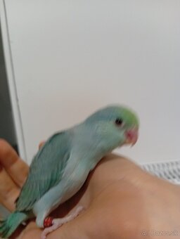 Forpus, papagájik šedokrídly - 5