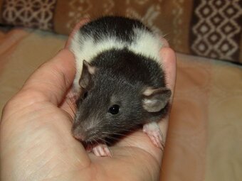 Dumbo, rex - mláďata potkánků s výpisem předků - 5