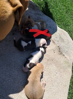American Staffordshire terrier - 5