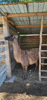 Predám Lama Krotká - 5