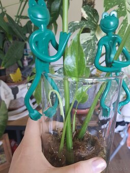 Odrezky monstera thai constellation - 5
