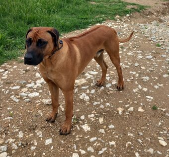 Rhodesian ridgeback - 5