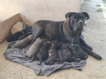 Cane Corso - 5