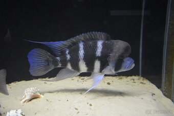 Cyphotilapia Frontoza Burundi - 5