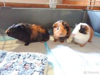 Morske prasiatko - 5