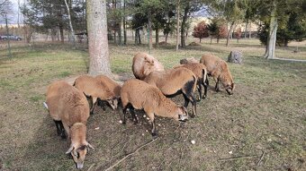 Predám kamerunské ovce - 5