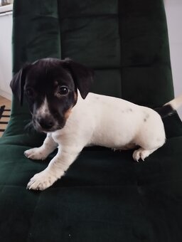 Jack Russel terier - 5