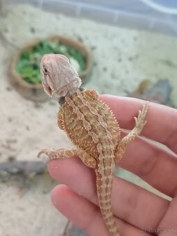 Agama bradatá - mláďatá - 5