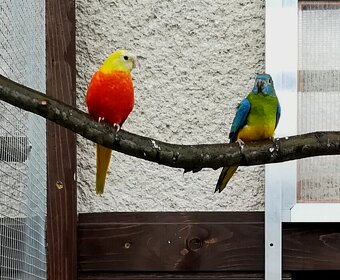 Neoféma tyrkysová - 5