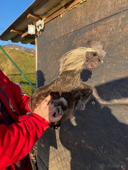 Ayam Cemani kohuti - 5